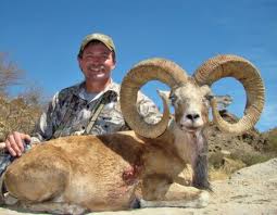 Professional Translation Services Guide